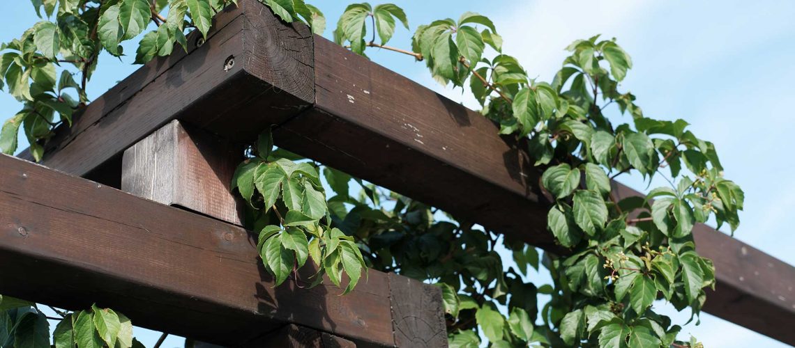 Wooden Fence with ivy decoration